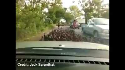 What is the collective noun for ducks again?