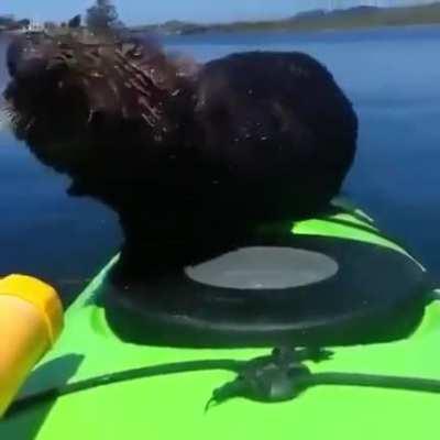 Does watter doggo counts? I think they do!