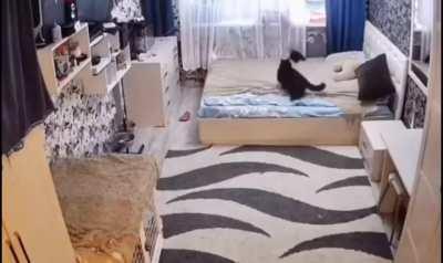 This cat making the bed after it's kitten messed up the bed.