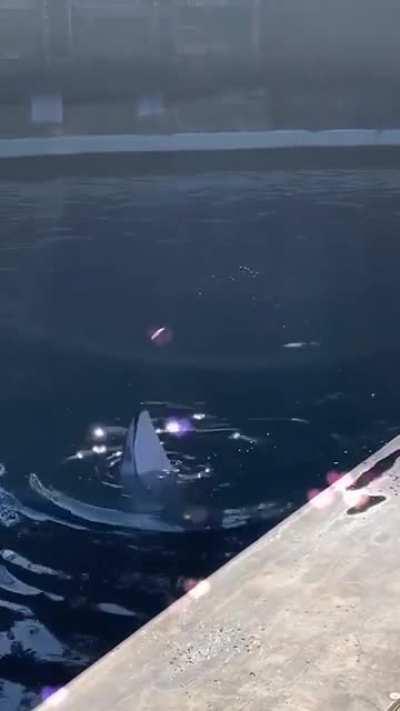 🔥 A dolphin teasing a seagull with a fish