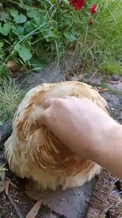 I couldn't help it, I had to squeeze her fluffy tail.