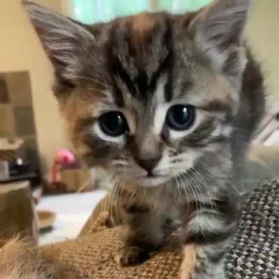 ❤️The Sweetest Meow of a Foster Kitten😻