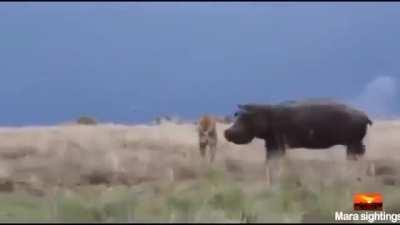 Never wake up a hippo. 