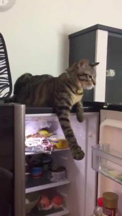 I wanted my food to spoil anyway