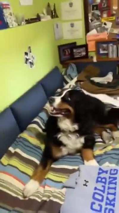 Dog Hilarious Reaction to Eye Contact With a Deer Outside the Window