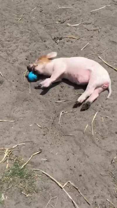 Pumpkin is living the life every pig deserves to live at Happily Heifer After Sanctuary