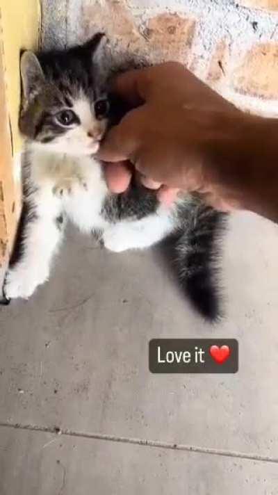 SIcK FuCk hYPnOTisES a kiTTEn
