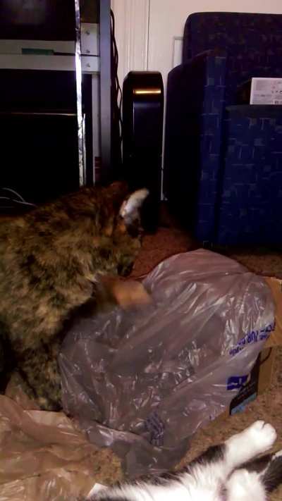 Olive needs the plastic bag to be just right
