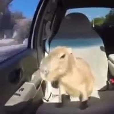 sub dead. upvote capybara