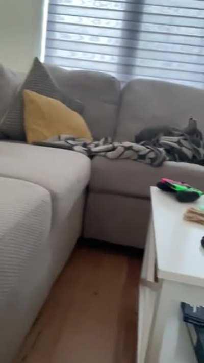 Slow-mo binky with a booty shake 😍