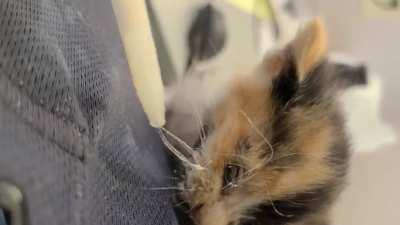 Someone threw away kittens in a dumpster at my construction site. So I went to the petsmart and got kitty formula and a dropper and fed them and found them a kitty shelter. I am not a cat person at all but was appalled that someone could do this. They mad