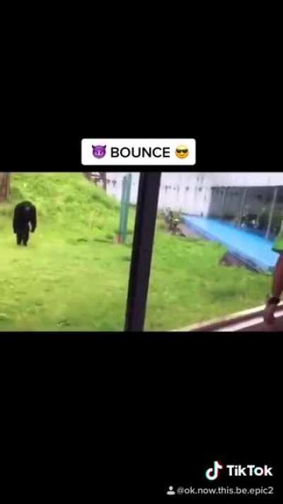 HOOMAN KNOW MONKE MOOD?!?!