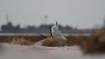 Snowy owl sneeze! Video of the first snowy owl I’ve seen