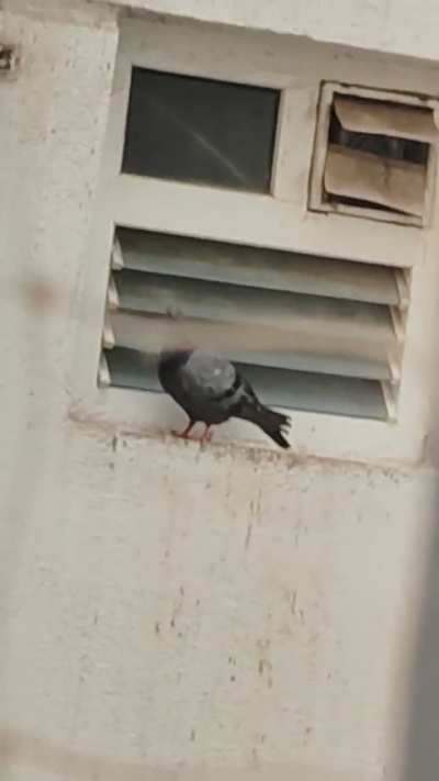 Are tricolour pigeons possible?
