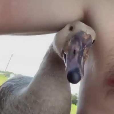 Ducks like to bite stuff