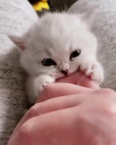Vicious cottonball attacks human!