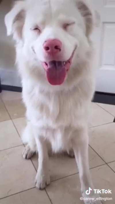 Hope this makes your day better 😃👍🐶