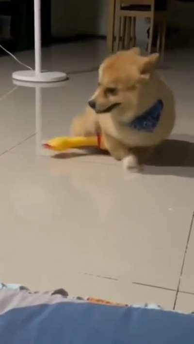 What a cute dog awww 😍