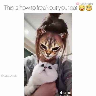 Watch Cats Meow Inside