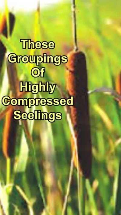 Plant corn dog delight