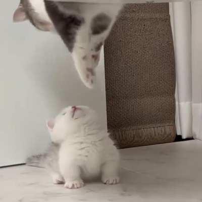 So cute kitten