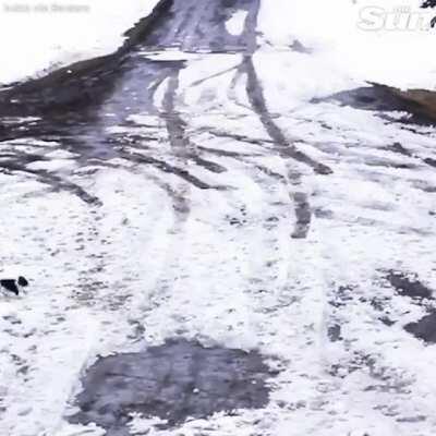 This dog deserves a medal.