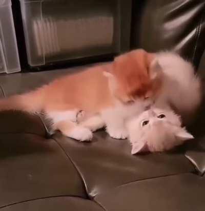 Жестокая драка