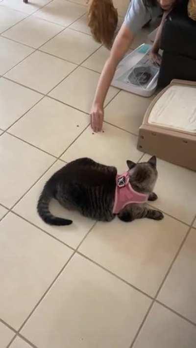 Chonker does a reverse