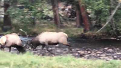 Bull elk fight in a river