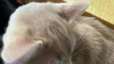 More Pie for breakfast... happy Wednesday. or maybe I should do these on Purrsday.