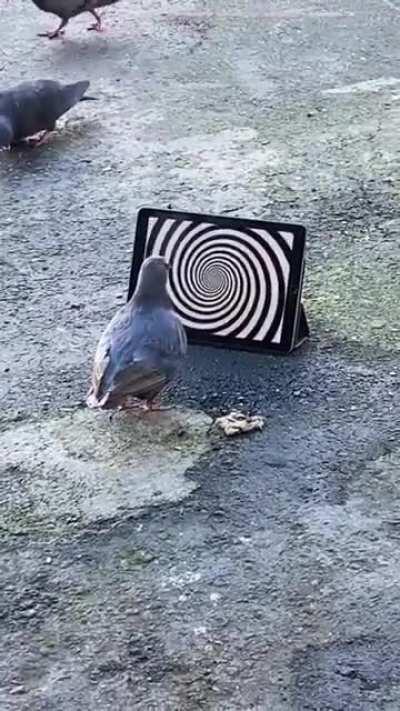 hypnotized pigeon