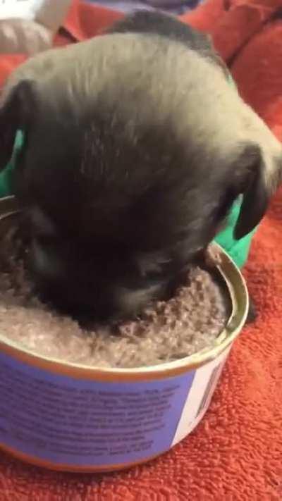 Проголодался