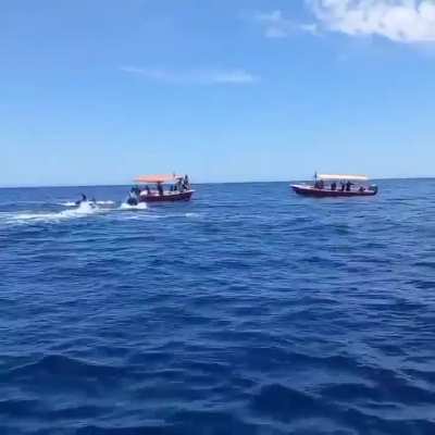 🔥 Full video of orca vs dolphin at Cabo Pulmo National Park.