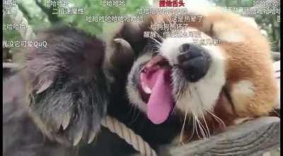 he's having the time of his life