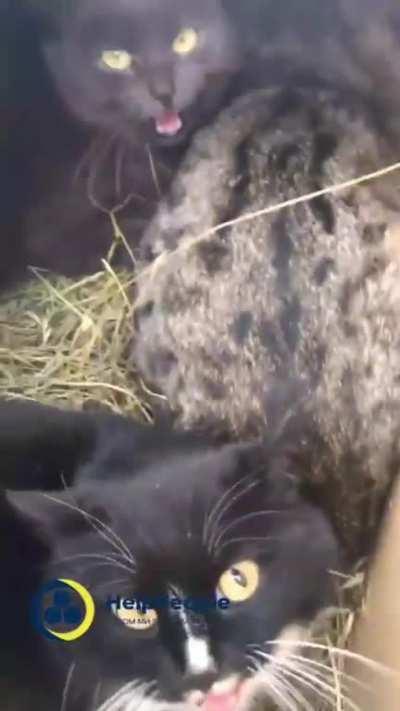 Another unpacking. The cats and their owners were taken out of the Donetsk region, Everyone is now safe, TYSM for the support, if possible, please help us to help them, donate to helppeople.org.ua/en/donate