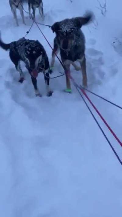 Happy dogs out for a light jog
