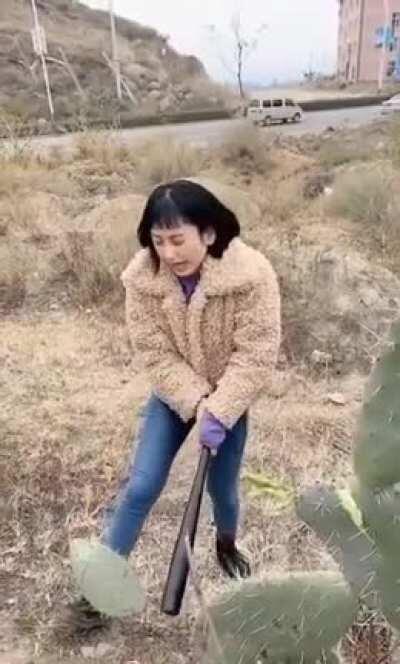 Destroying a cactus for no reason