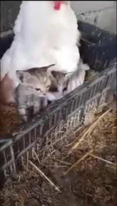 Checking my hen if she got to lay eggs