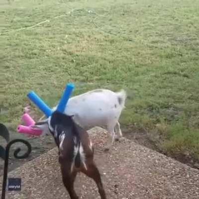 Noggin safety noodles