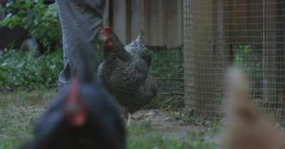 Broody Hen Starts Her Day