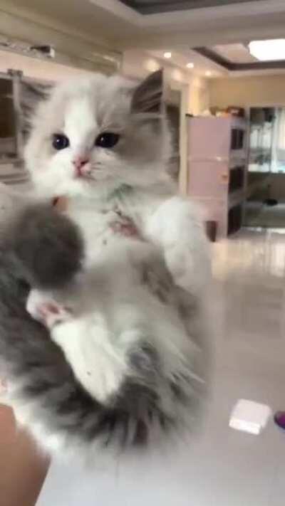 NeWbOrN kItTeN FaLlS vIcTiM tO iNhUmAnE aCcElErAtEd AgInG eXpErImEnT!