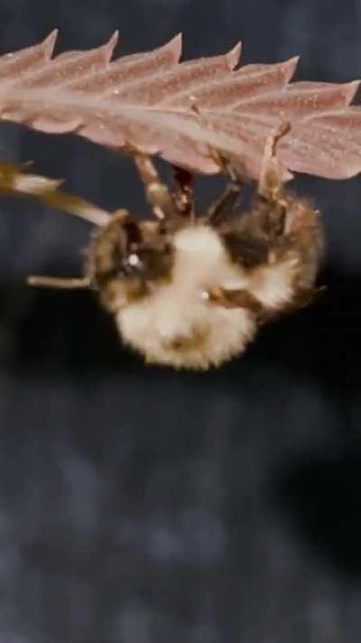 Bee lands on cannabis plant, gets stoned and bumbles around...