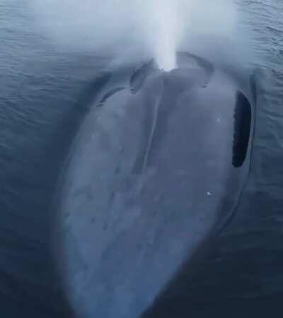 whale emerging from water