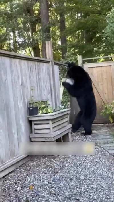 🔥 Bear steals bucket