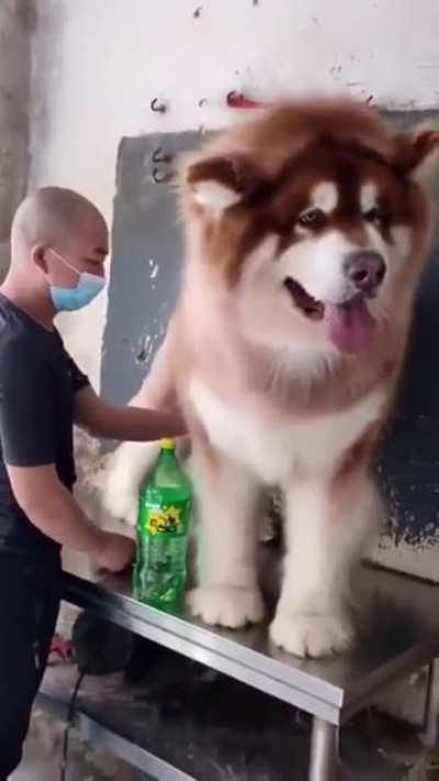 Huge Cute Dog