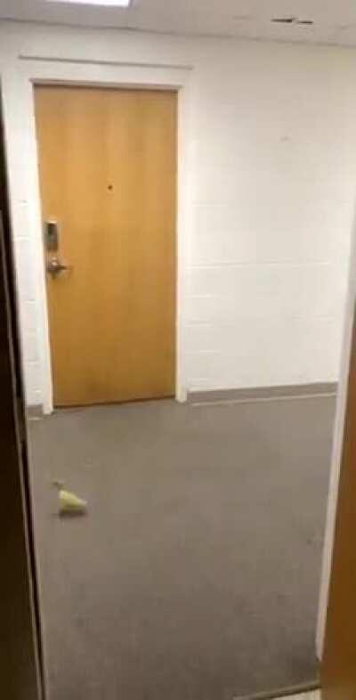 vIcious dUCk ATTaCks HelpLess CoLLegE StudENTS