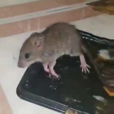 He stole my cheese !