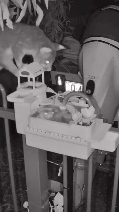 Bro built a frog a mansion