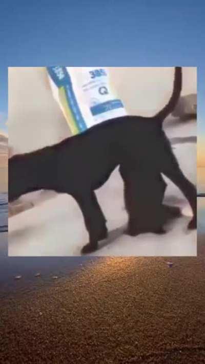 blursed_dogs like humans 