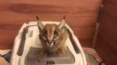 Mini Floppa screaming